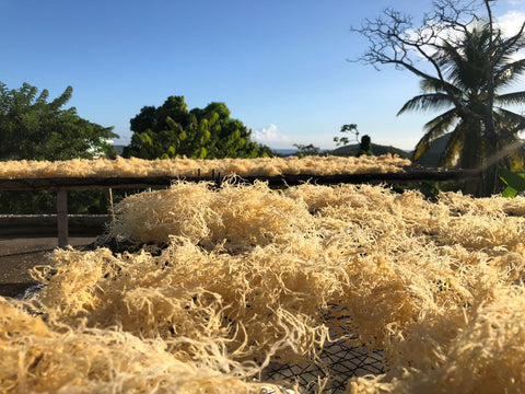 St. Lucian Sea Moss Vendor Contact