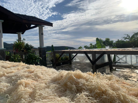 St. Lucian Sea Moss Vendor Contact