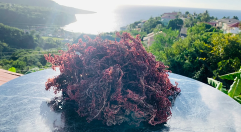 St. Lucian Sea Moss Vendor Contact