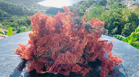 St. Lucian Sea Moss Vendor Contact